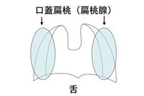 正常な扁桃腺